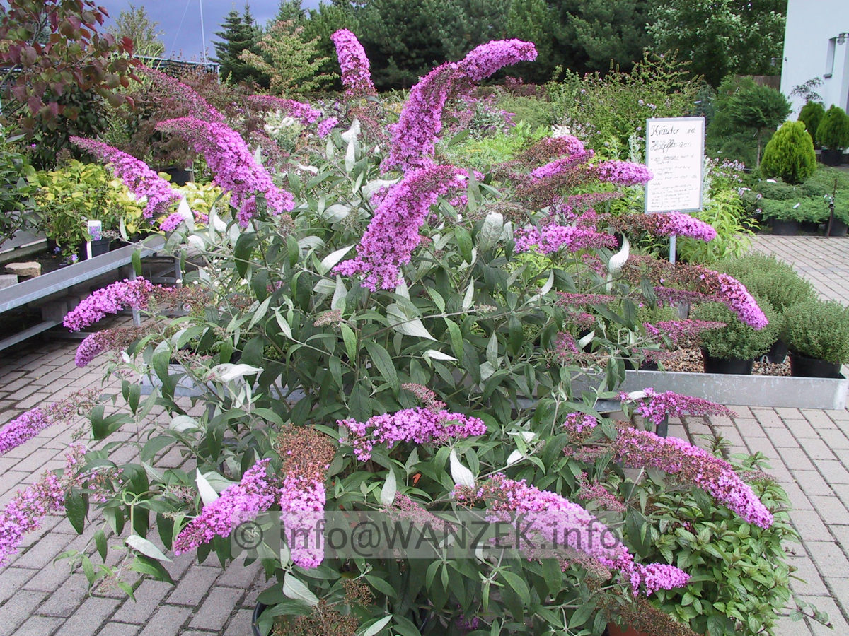 Buddleja Hybride Pink Delight 01.JPG
